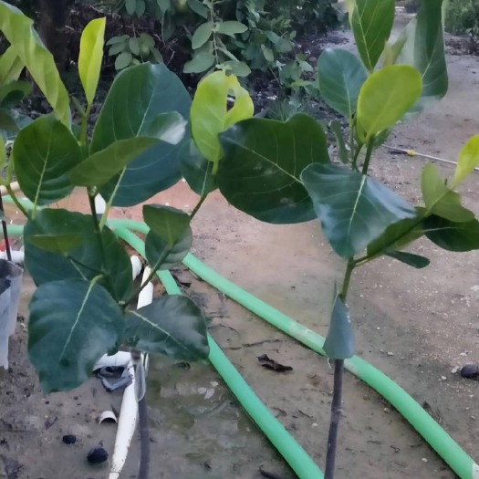 普宁市马来西亚一号菠萝蜜苗  菠萝蜜树苗海南马来西亚1号黄肉泰国8号12号红肉干苞木菠萝嫁