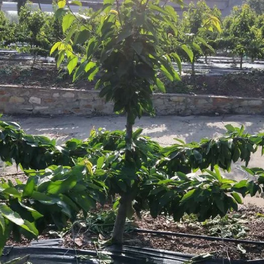 大连美早苗  进棚美早大樱桃树