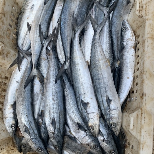 海阳市春鲅鱼 鲅鱼