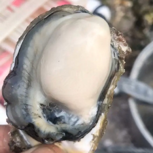 诏安县福建生蚝 海水 4-5两/只 鲜活水产 