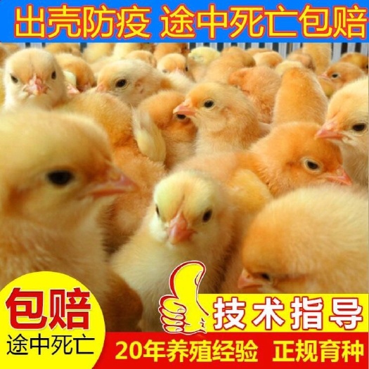 南宁三黄鸡苗. 品种纯正.厂家直销.提供技术.包打疫苗.