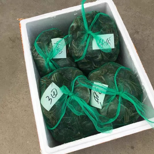 兴化市兴化大闸蟹 长期批发统货，精品大闸蟹，礼盒一件代发
