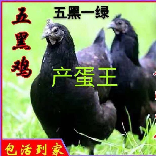 南宁五黑鸡苗  五黑绿壳蛋鸡苗 包打疫苗 提供技术