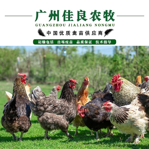 广州热卖黑芦花鸡苗 包打疫苗 运输包损耗 大苗嫩口 提供技术指导