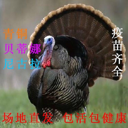 南宁贝蒂娜火鸡苗  火鸡苗.厂家直销.提供技术.活成率高
