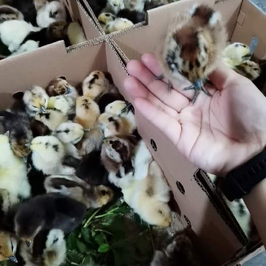 广州麻羽高产绿壳蛋鸡苗 统货 