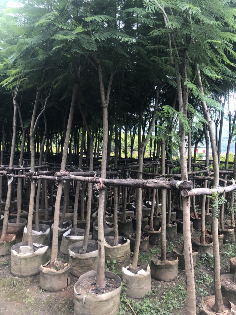 普通藍花楹  200棵藍花楹出售，粗度8公分以上。