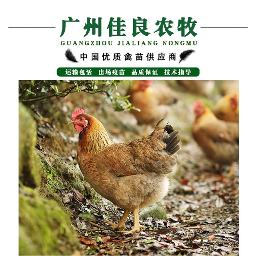 广州清远麻鸡苗 大苗嫩口 包打疫苗运输包损耗500只起起非诚勿扰