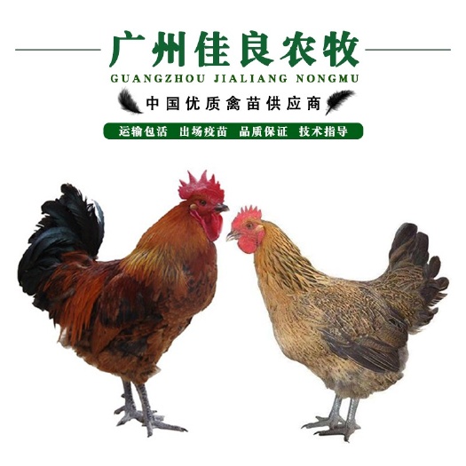 广州热卖青脚麻鸡苗 包打疫苗 运输包损耗 500只起批 非诚勿扰