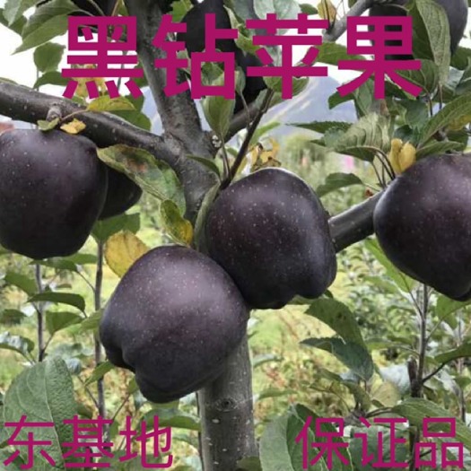 平邑县黑钻苹果树苗 嫁接黑钻苹果苗新品种南北方种植保证品种地栽24小时发货