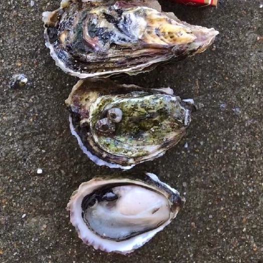 潮州北海生蚝 海水 1-2两/只 鲜活水产 