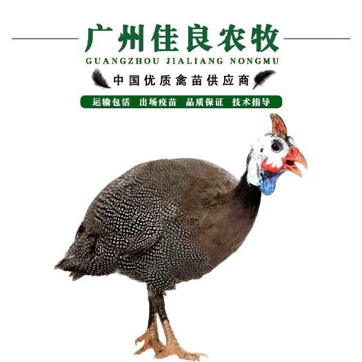 广州热卖珍珠鸡苗 包打疫苗 运输包损耗 抗病性强 提供技术支持