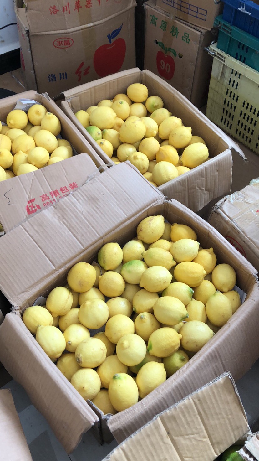  云南尤力克柠檬得天独厚日照充足