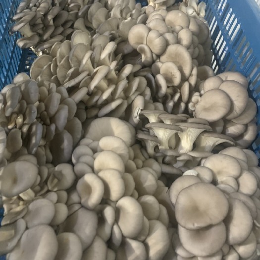 上海鲜平菇  工厂化种植姬菇全年有货不怕断货