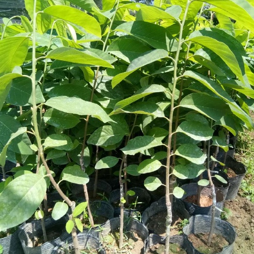 普宁市释迦果苗 释迦果树苗嫁接凤梨番荔枝佛陀水果树苗地盆栽当年结果