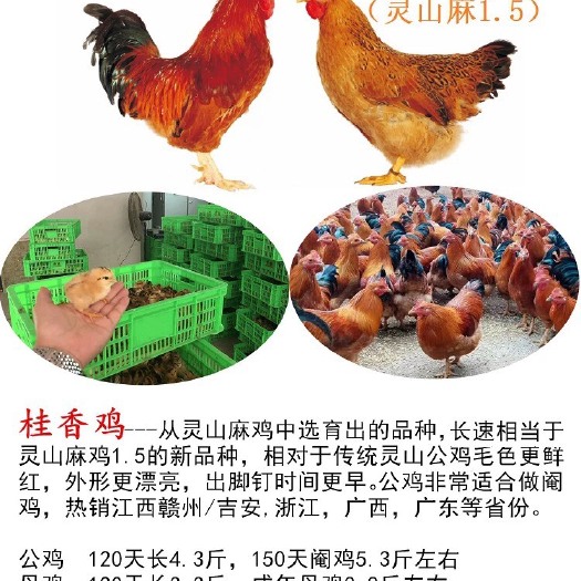 南宁灵山土鸡苗 桂香土鸡苗.厂家直销.提供技术.包运输活成