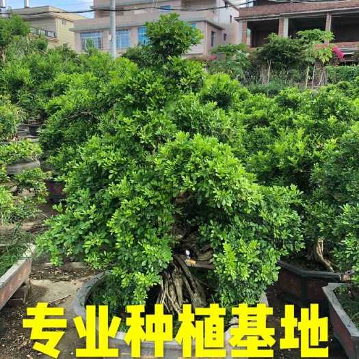 小叶九里香  福建七里香盆景批发 造型七里香桩头价格 精品