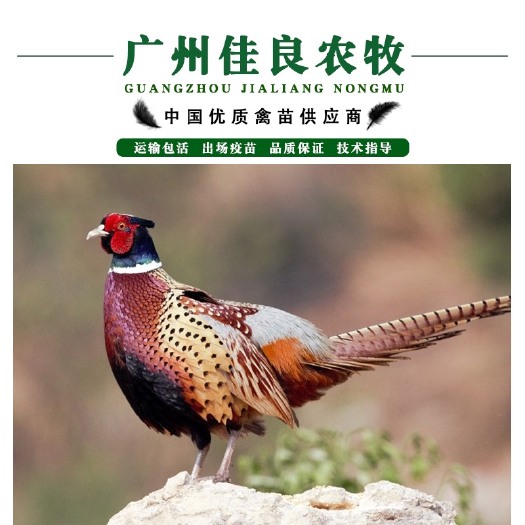 广州热卖七彩山鸡苗 出壳苗 包打疫苗 运输包损耗 提供技术指导