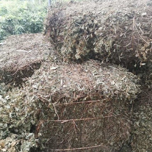 重庆市红茎鱼腥草 鱼腥草 统货 现库存60吨