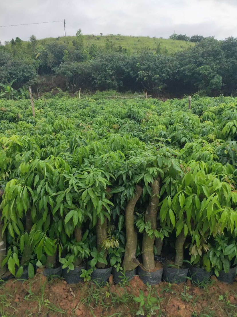 荔枝高压苗  荔枝高庒枝杯苗