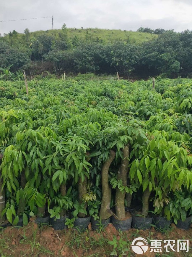 荔枝高压苗  荔枝高庒枝杯苗