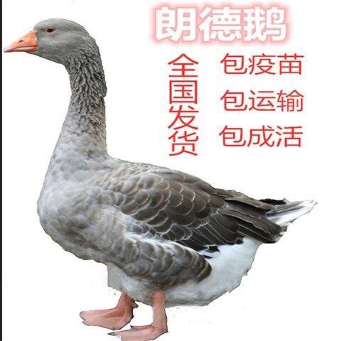 南宁郎德鹅苗 大中型鹅苗 包打疫苗 包运输活成 提供技术