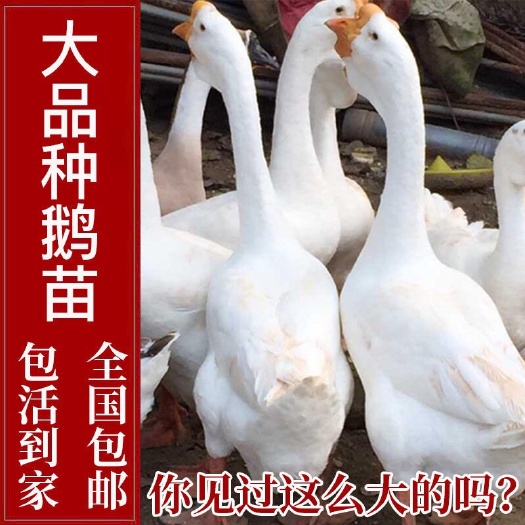 南宁大种白鹅苗 皖鹅苗 三花鹅苗 包打疫苗 提供技术