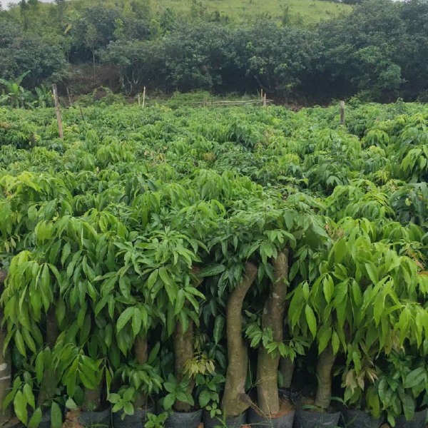 荔枝高压苗  荔枝高庒枝杯苗