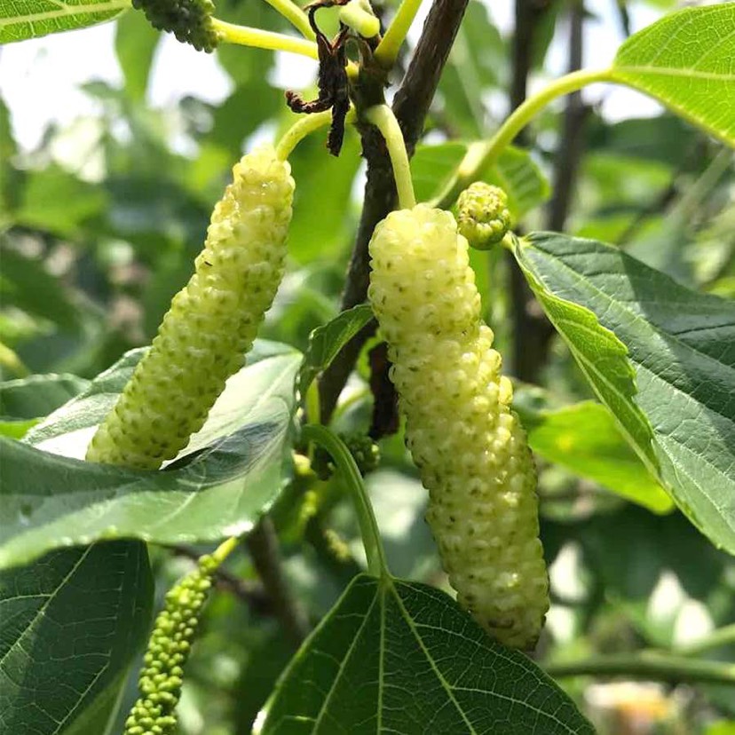 長桑　四季なり　桑苗　確認用 長桑 四季なり 桑苗 確認用 Amazon.co.jp: 四季成り マルベリー