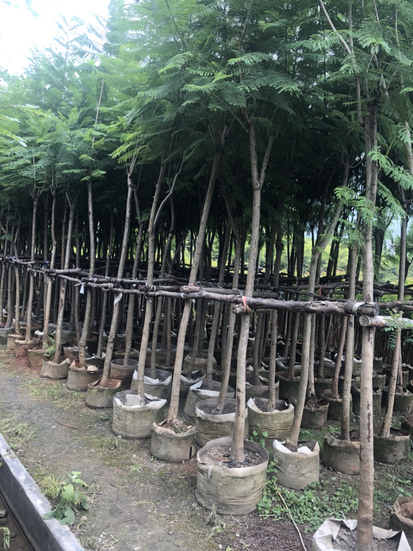 普通藍花楹  200棵藍花楹出售，粗度8公分以上。