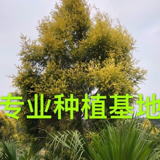 漳州精品黄金香柳价格 批发黄千层 福建漳州批发行道树黄金宝树