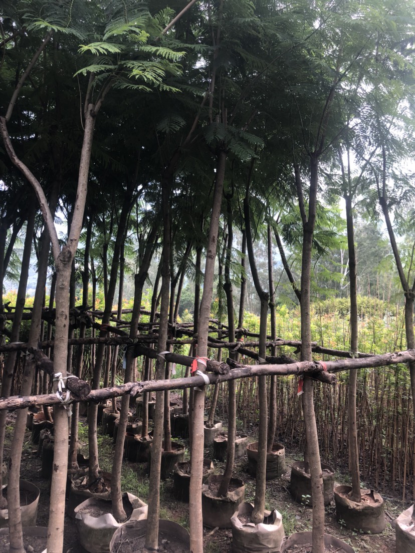 普通藍花楹  200棵藍花楹出售，粗度8公分以上。