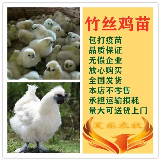 南宁白凤乌鸡苗  大种竹丝鸡苗 白羽乌骨鸡. 品种纯正.厂家直销.提供技术.
