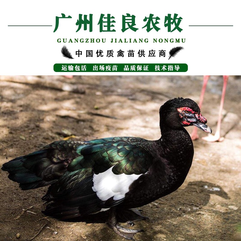 广州热卖黑番鸭苗 孵化场直供 包疫苗 运输包损耗 提供技术指