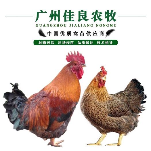广州新陂麻鸡苗快大型麻鸡苗可养到12斤左右