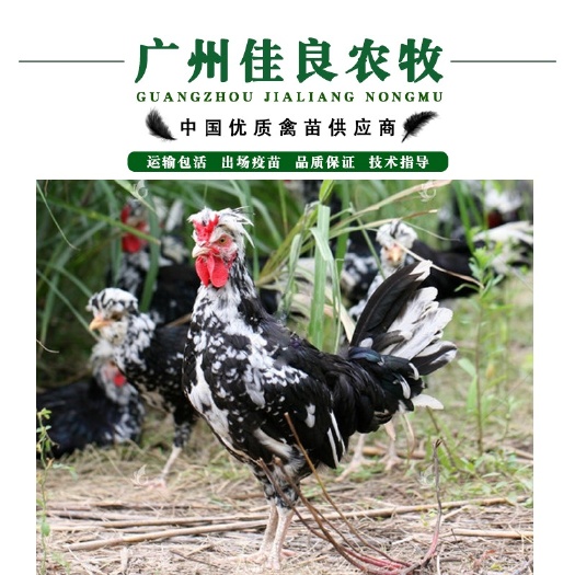 广州贵妃鸡苗 广州孵化场直营