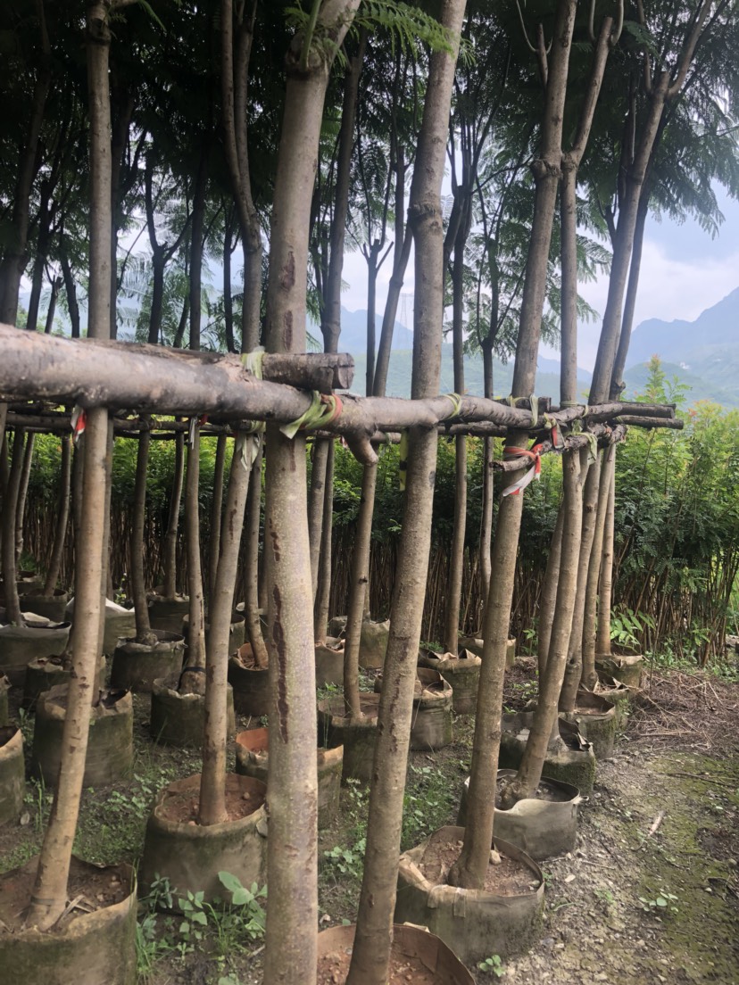 普通藍花楹  200棵藍花楹出售，粗度8公分以上。