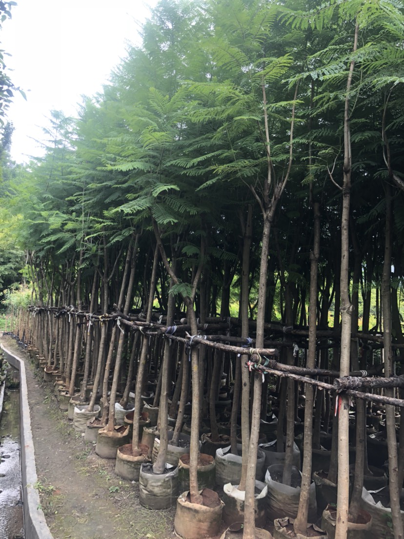 普通藍花楹  200棵藍花楹出售，粗度8公分以上。