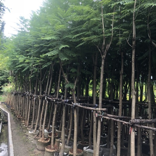 昆明普通蓝花楹  200棵蓝花楹出售，粗度8公分以上。