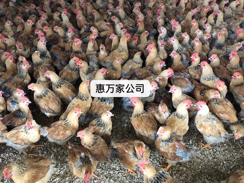 K901 996鸡苗 (882鸡苗)K9麻黄鸡苗 厂家直销