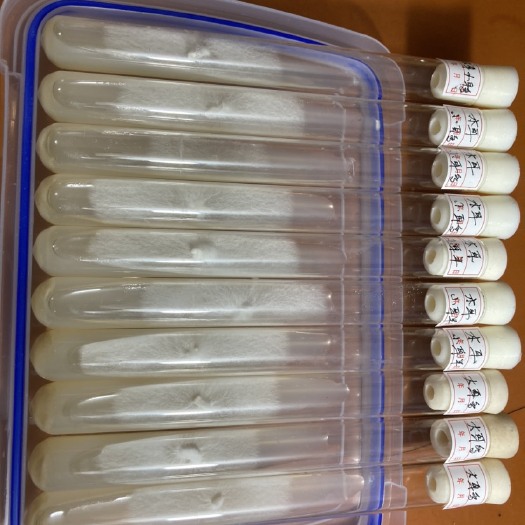 新宾县纯净，一代黑木耳菌种，大耳多筋，小耳多筋，小耳微筋