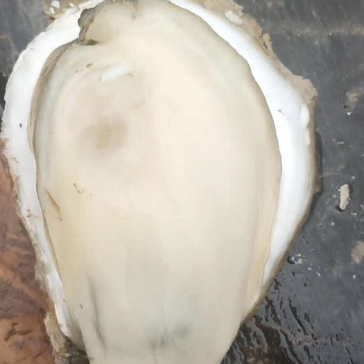 深圳阳江生蚝  阳江蚝-珠海蚝肥度不是你们担心的问题，质量保证售后，价格实惠