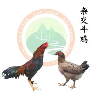南宁杂交斗鸡苗 改良斗鸡苗 包打疫苗 包运输活成
