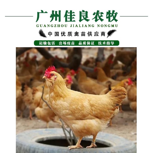 广州热卖胡须鸡苗 抗病强 包打疫苗 运输包损耗 提供技术支持
