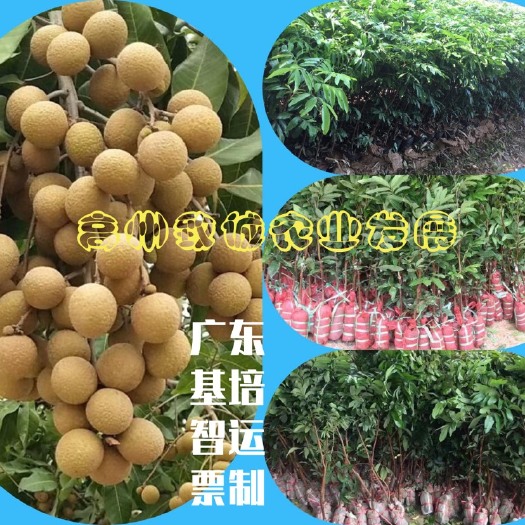 高州市石峡龙眼苗 (黄壳石峡)  裸根苗/泥球苗/袋苗