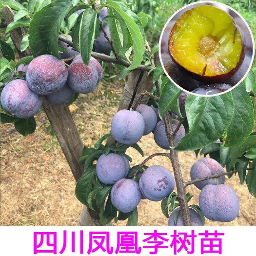 成都五月脆李苗  早熟一点红 五月脆李子苗 凤凰李子嫁接果树苗
