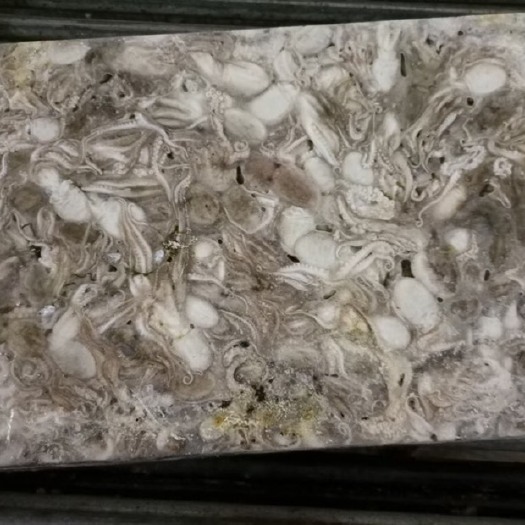昌黎县八爪鱼 原汁小八爪 