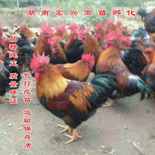 衡阳黄脚麻鸡苗  麻羽七号脚苗热销麻七75天长5.5斤青脚麻鸡苗灵山麻鸡苗清远