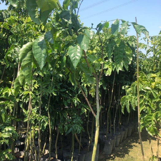 郁南县桂花树苗 鸡心黄皮苗、野山黄皮苗