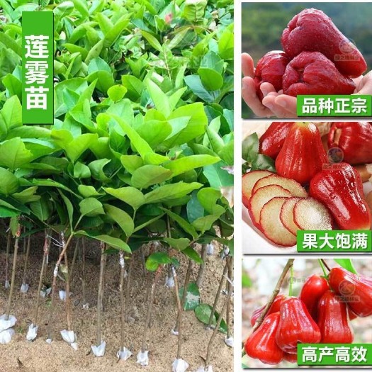 普宁市 (带土带叶)莲雾树苗黑金刚大叶红莲雾苗嫁接果树苗盆栽四季结果